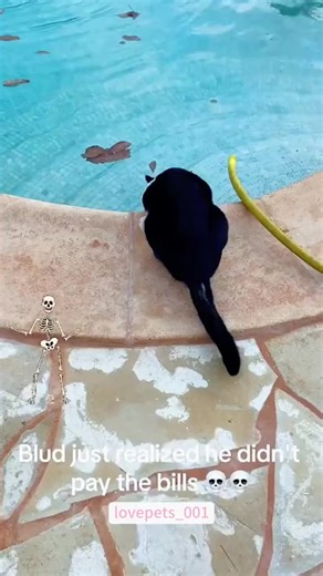 My cat's morning scream routine is a ritual. #CatYowl #Morning #Vocal