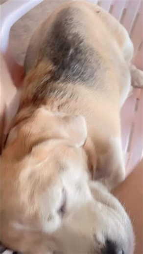 It's really comfortable to sleep on mom's lap. #dog #doglover #pets #shorts