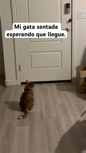 Mi gata sentada esperando que llegue.#cat #youtuve #catyoutubevideo