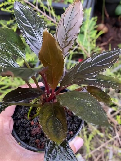 👑🖤 Bucephalandra 'Skeleton King' — bold veins, royal shine. With its dark, glossy leaves and bronze highlights, this beauty truly lives up to its name. A rare gem for those who crave character in every leaf. #Bucephalandra #SkeletonKing #AquaticPlant #RarePlantLove #AquascapeStyle #PlantCollectors #TropicalElegance