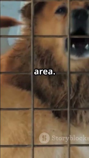 Animal Rescue 101: Starting Your Journey