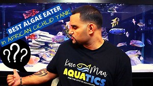 Algae is always a problem, especially in African Cichlid tanks. The best African Cichlid Algae Eaters is a Bristlenose Pleco. Perfect temperament to avoid aggression from the African Cichlids and does well in their water parameters as well! Needless to say, they'll also keep your tank free and clean of all types of algae! 🐟 Want to learn how to keep your very own African Cichlids? It's not as hard as you think, JOIN ME FOR A FREE WEBINAR TRAINING! 😊🐟 Register Here - https://event.webinarjam.c