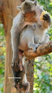Shocking Wild Scene Oh God Save The Baby! Distracted Mother Focused On Food While Newborn Monkey Loses Balance And Almost Falls From Tall Tree | Monkey Of Cambodia