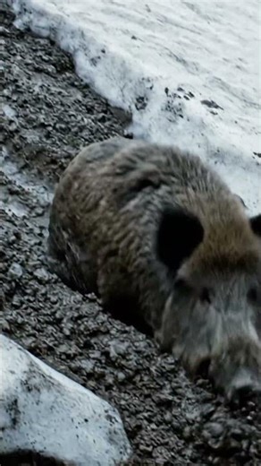 Wild Boar on a Spring Hillside | Early Spring Wildlife in the Forest