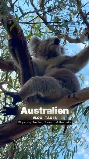 Australien Vlog 16 - Koalas, Kängurus, Emus und Wombats 🤯 #reisetipps #australien #reise