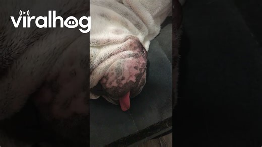Bulldog snoring