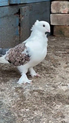 Fancy pigeon #short # video #fancybird #youtube #video. ....