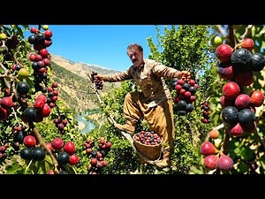 The secret of harvesting Dena's wild figs | Hidden treasure of Zagros | Nomadic journey
