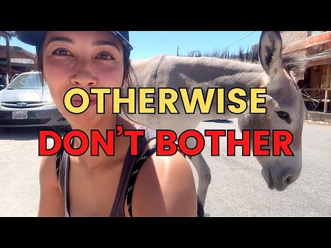 MUST see in Oatman Arizona, 5 things to do in Historic Route 66 town, USA Road Trip, Wild Burros!