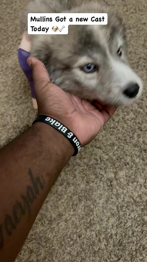 33K views · 620 reactions | Update / Mullins Got a new cast Today 領 | The Baxter Boys | Facebook