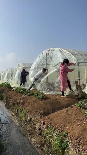 Greenhouse Film: The Essential Guide for Gardeners