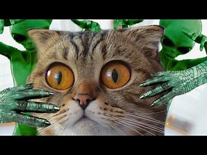 Cat Pranked with Alien Funny Kitten vs Aliens