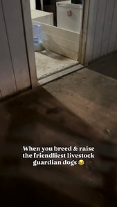 Nothing like coming out to one of your roosters shacking up with your LGD puppies.. they share their food, they keep him warm, they clean the food off his beak 😂, he’s probably the smartest rooster I have because he knows where to get pampered while the other roosters are out running amuck fighting each other for everything under the sun. This video is a true testament to how well these dogs bond with their charges even from a very early age, they are the friendliest pups any farmer or homestea