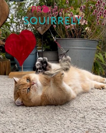 Bestseller Katzenspielzeug – von meinen Katzen getestet! #cattoys #katzenspielzeug #bestseller #love