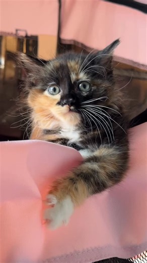 Frankie on Instagram: "One thing I’ve learned as a foster is that kittens will always find a way to be silly!😅 And honestly, that’s half the magic✨😍 Enjoy Part 2 of the “Silliest Moments of 2025”! 🎆💞#bestof2025 #sillykitty #fosterkittens #catsofinstagram #thedailykitten #adoptdontshop"