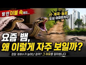Are There Really More Snakes? Why They Are Being Seen So Often Lately #venomoussnake #snake #natu...