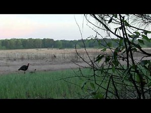B&P Mississippi Scratchbox turkey hunt