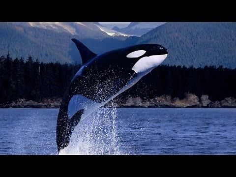The Orca The Killer Whale I Predator National Geographic Documentary 2015
