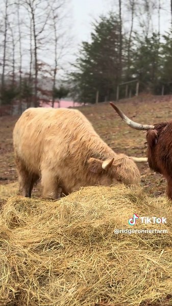 I actually dont like it when it rains…..but farm work and chores still have to get done and the cows still get hungry! #hay #rain #rainraingoaway #highlandcow #farmlife #lovethislife