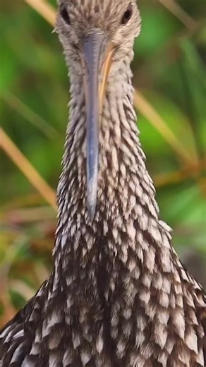 Discover the Beauty of Wild Animals in Nature