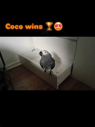 After spending 11 days in the bedroom helping him recover, Matts says we moves to sofa to give me a change of scenery...but I has other plans. 🦜🧠 Bedroom is my favourite place! 🦜❤️🛏 #africangreyparrot #funnyanimals #talkingparrot #africangrey #leeds