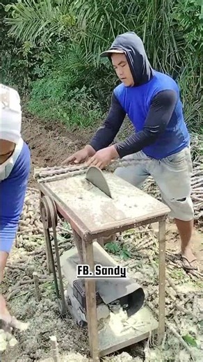 The process of cutting cassava stems quickly