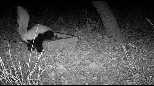 Hog-nosed skunks (Conepatus leuconotus) are the largest skunk species of the four found in Arizona. They are usually distinguished by their all-white back and tail, their long claws, large bare nose, and the absence of a white stripe between their eyes. They use their long claws to dig for insects, roots, invertebrates, and more. _____ Los zorrillos de nariz de cerdo (Conepatus leuconotus) son la especie más grande de las cuatro presentes en Arizona. Se distinguen generalmente por su lomo y cola