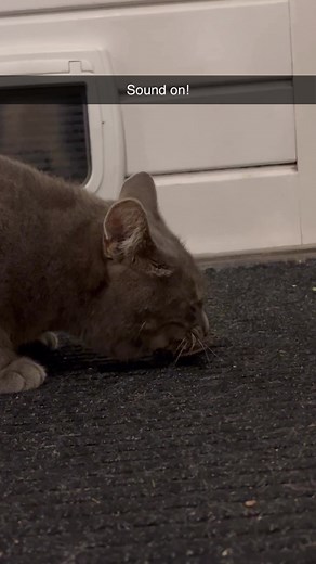 Cat Eats Moth in Hilarious Encounter