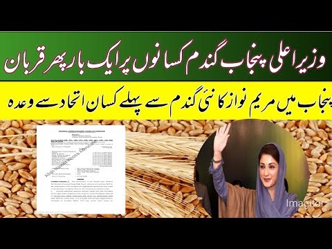New punjab Wheat support price 2026/CM Punjab wheat support price announcement