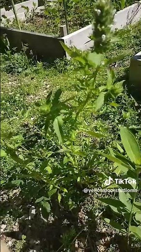 🌸 Evening Primrose Benefits: Nature's Secret for Skin, Hormones & More!