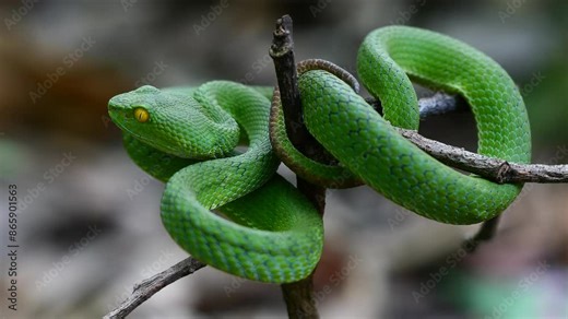 Large-eyed Green Pit Viper snake in Thailand and Southeast Asia.