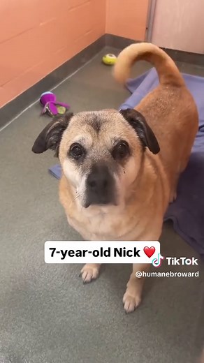 These beautiful souls are the oldest dogs currently waiting at our shelter 🥺 Sadly, they are often overlooked because of their age 💔 And if they are a bigger dog, like our handsome boy Bernard, it makes it twice as hard to get adopted 😔 Many mature pups have had families and know what a loving home feels like, including beautiful Azul 🙏 He doesn’t understand why he has been given up and is spending his golden years in a lonely kennel 🥺 Can you please open your heart and home to one of our o