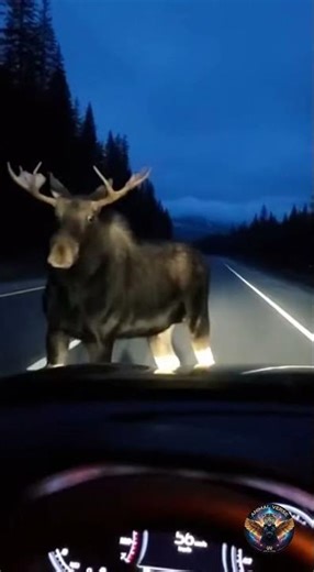 Close Call with Moose on Highway at Night