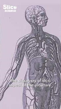 Hormones: Understand Our Bodies | SLICE SCIENCE