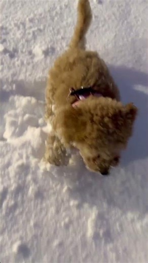 First time in the snow ❄️ #snowday #snowflake #cockapoo #snowplay #funny
