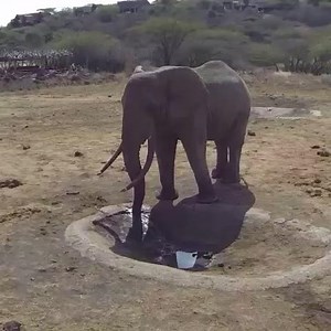 Elephants can smell water up to 12 miles (~ 19 km) away. #AWFfacts | African Wildlife Foundation