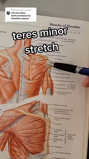 206K views · 2.5K reactions |  teres minor - this movement stretches the back of the shoulder including the teres minor. It feels good. Don't forget to step up and into it like I show. My arm is rotated inward (internally) See your doctor for your specific case or for shoulder pain. #rotatorcuff #shouldermobility #shoulderstretch #chiropractor | Bannockburn Chiropractic & Physical Therapy | Facebook