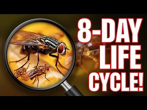 Fruit Flies Complete Their Life Cycle in Just 8 Days | Fascinating Insect Facts