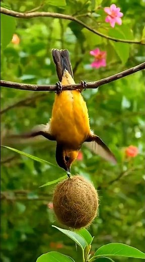 World’s Most Beautiful Birds Making Their Nests