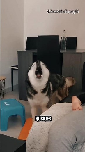 Why Are Huskies So Dramatic❓️ Funniest Husky Moments Explained❗️#husky #dramaticdogs #huskyfacts
