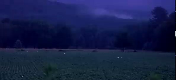 Magical video of fireflies lighting up a rural Pennsylvania field at dusk captured by video artist Diana Lehr.