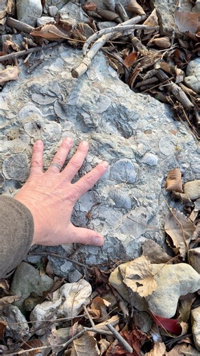 Ordovician Death Plate Discovery! Ancient Fossils Meet Modern Rock Art 😱🔥 #rockhound #fossil #fossils #rocks #geology #gems #stones #minerals | OPE Rocks