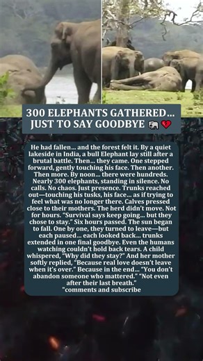 300 ELEPHANTS GATHERED… JUST TO SAY GOODBYE 🐘💔