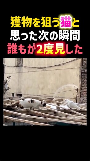 獲物を狙う猫と思った次の瞬間、誰もが2度見しました。 #癒し #猫 #かわいい #鳩 #面白い #cat #shorts