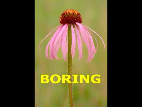Boring Flower Photography - Don't Keep Repeating It