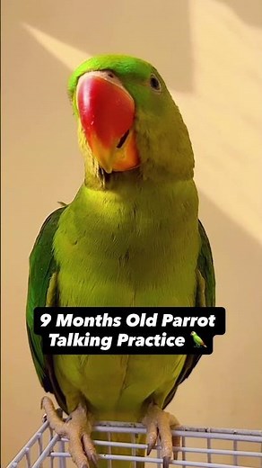 9 Months Old Parrot Talking Practice 🦜 #talkingparot #parrot #petbird