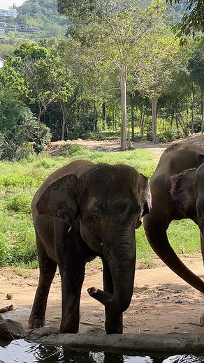 12K views · 1K reactions | Ever noticed how elephants flap their ears...