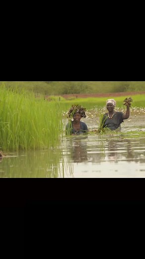 The beauty of the Gambia is revealed immensely during the wet season, when nature becomes lusciously green and people are about to work on their farms. You've got to love nature and its creatures.