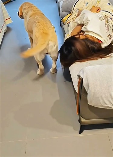 A HUNGRY DOG WAGS ITS TAIL TO WAKE UP ITS OWNER. #dog #video #hungry #tailwagging #foodbowl