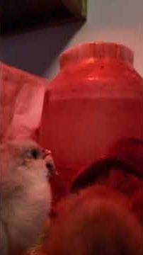 The Best Blue Egg-Laying Chickens